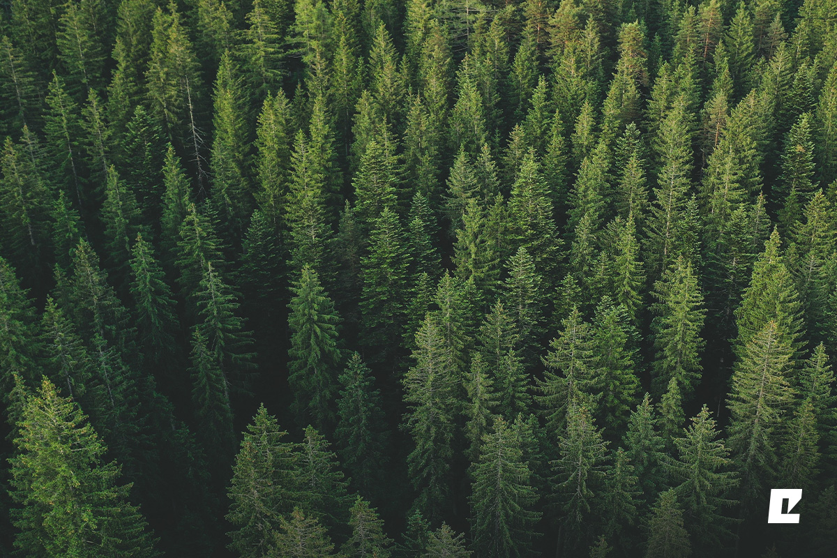 Eko-Okna avec le certificat FSC™. Investissez consciemment dans l'avenir