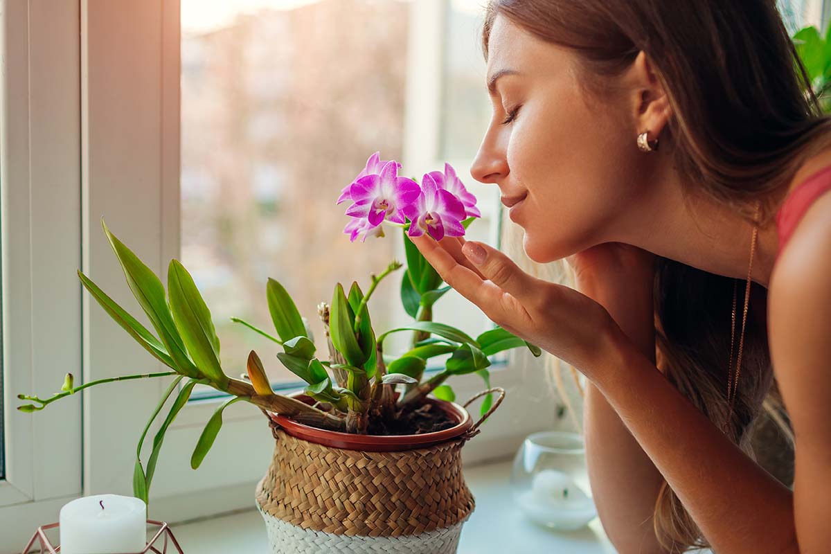 plantes sur les rebords de fenêtre